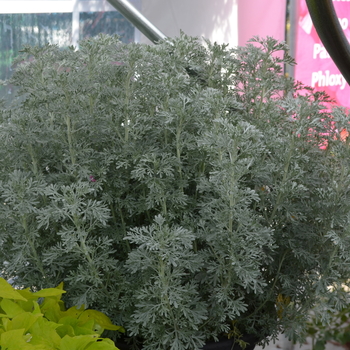 Artemisia ludoviciana 'Parfum d'Ethiopia' (052834)