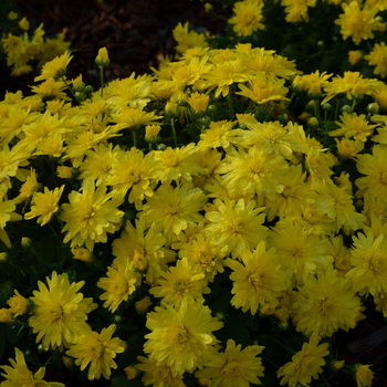 Chrysanthemum x morifolium 'Allegra Yellow' (053506)