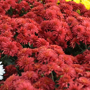 Chrysanthemum x morifolium '' (053592)