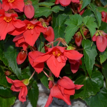 Begonia 'Beaucoup® Red' (053656)