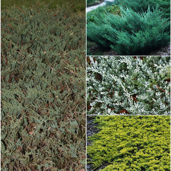 Juniperus horizontalis 'Groundcover Juniper' (053810)