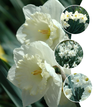 Narcissus '' (053824)