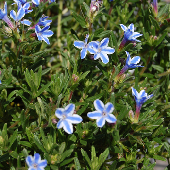 Lithodora diffusa 'Blue Star' (053853)