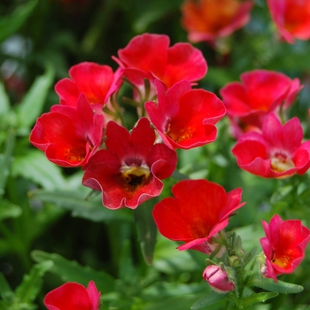 Nemesia 'Spicy® Real Red' (053880)