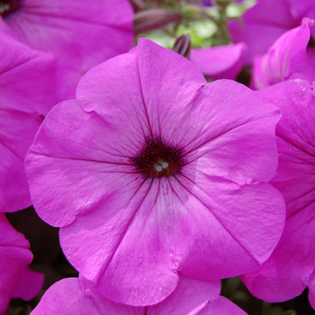 Petunia 'Glow™ Fluor Rose' (053941)