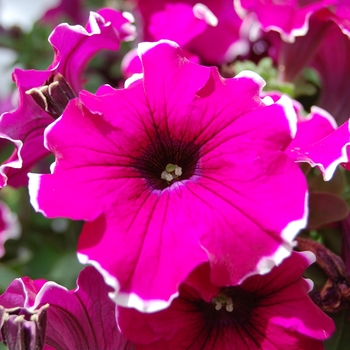 Petunia 'Glow™ Purple Picotee' (053949)
