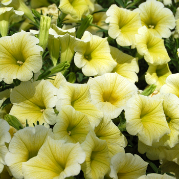 Petunia 'Happy Yellow' (053960)
