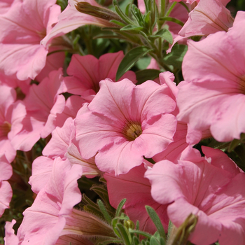 Petunia 'Happy Pastel Pink' (053966)