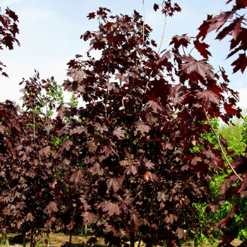Acer platanoides 'Royal Red' (054034)