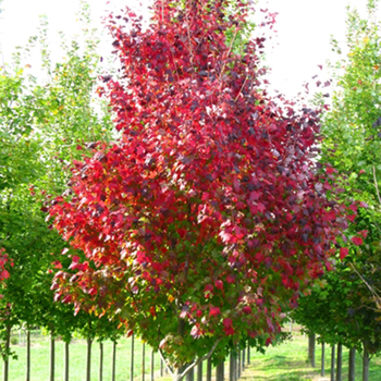 Acer rubrum 'Autumn Spire' (054035)