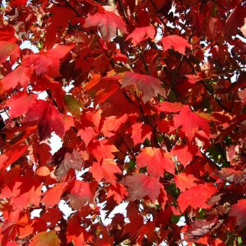 Acer rubrum 'Autumn Spire' (054036)