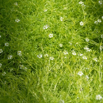 Sagina subulata 'Lime Moss' (054089)