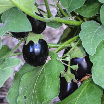 Solanum melongena 'Pot Black' (054150)