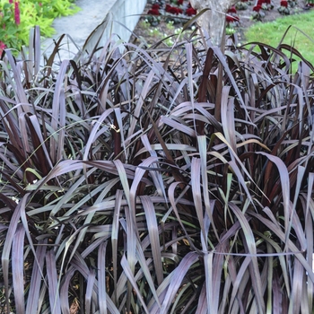 Pennisetum purpureum Graceful Grasses® 'Vertigo®' (054258)
