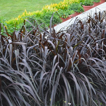 Pennisetum purpureum Graceful Grasses® 'Vertigo®' (054260)