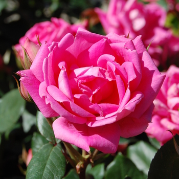 Rosa Knock Out® '' (057103)
