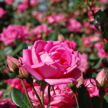 Rosa Knock Out® '' (057104)