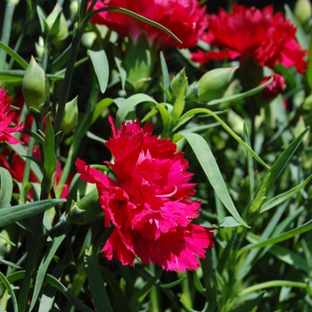 Dianthus caryophyllus 'Garden Spice® Red' (057131)
