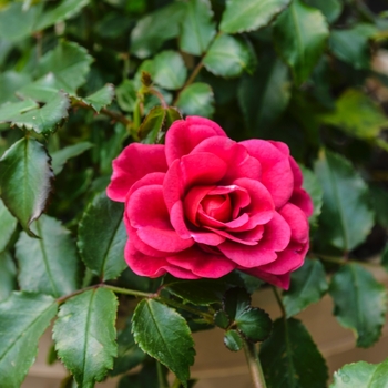 Rosa Balconia® 'Hot Pink' (060102)