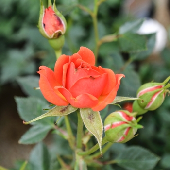 Rosa Garden Treasures™ 'Citrine™' (060122)