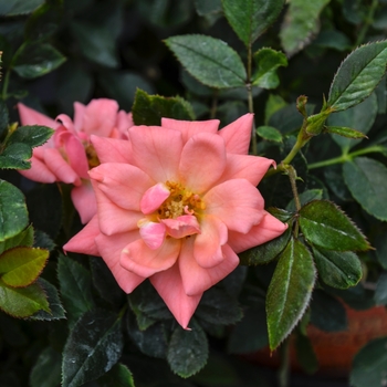 Rosa Garden Treasures™ 'Gemstone™' (060127)
