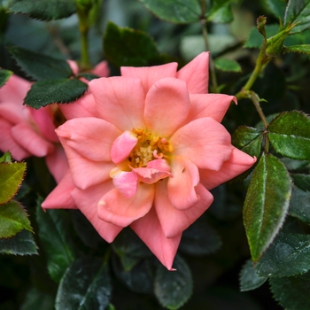 Rosa Garden Treasures™ 'Gemstone™' (060128)