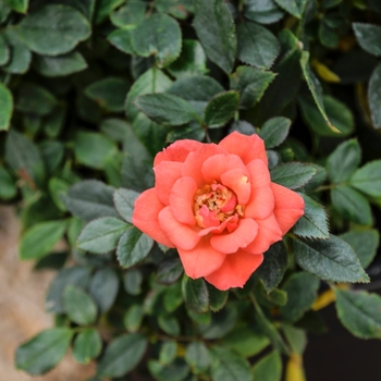 Rosa Garden Treasures™ 'Gemstone™' (060129)