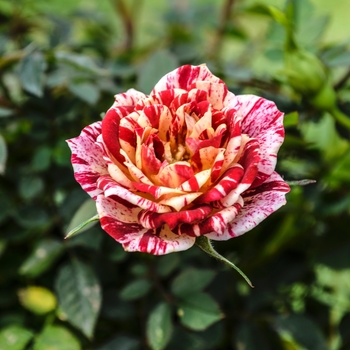 Rosa Garden Treasures™ 'Ruby Star™' (060133)