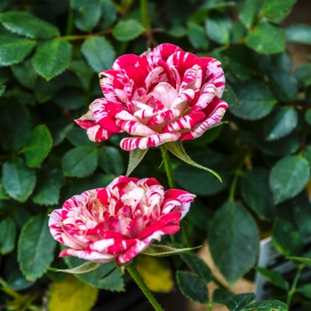 Rosa Garden Treasures™ 'Ruby Star™' (060134)
