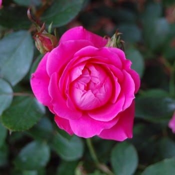 Rosa Knock Out® '' (060142)