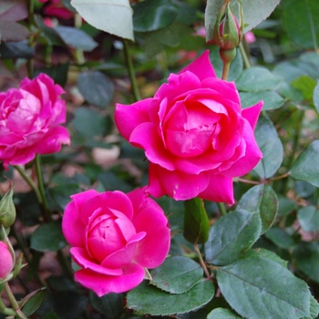 Rosa Knock Out® '' (060143)