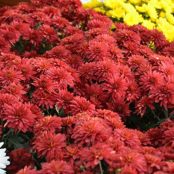 Chrysanthemum x morifolium '' (060376)