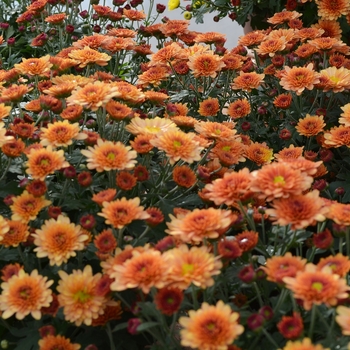 Chrysanthemum x morifolium 'Multiple Varieties' (060378)