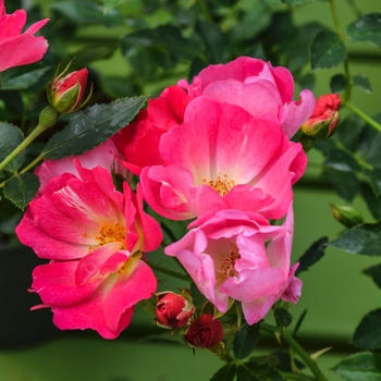 Rosa Drift® 'Pink' (060516)