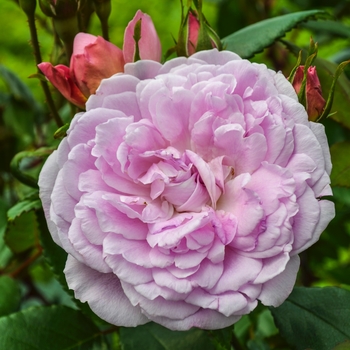 Rosa 'Orchid Romance™' (060562)