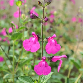 Salvia 'Orchid Glow' (060575)