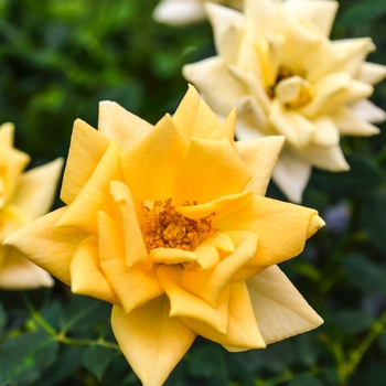 Rosa Table to Garden® 'Apricot Twist™' (060591)