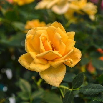 Rosa Table to Garden® 'Apricot Twist™' (060592)