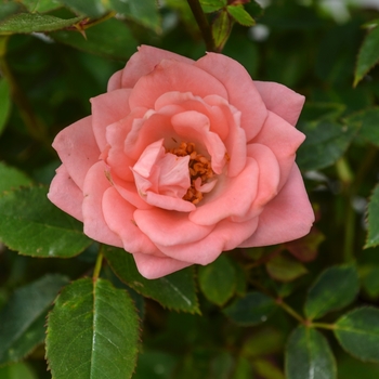 Rosa Table to Garden® 'Denver's Dream™' (060597)