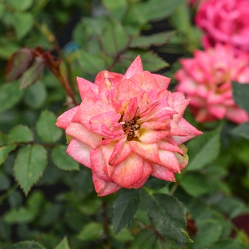 Rosa Table to Garden® 'Fireworks™' (060600)