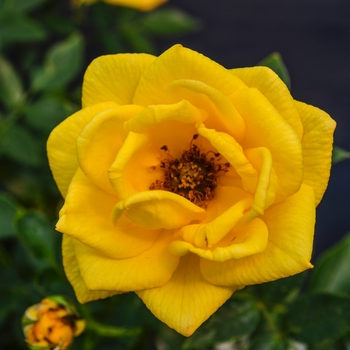 Rosa Table to Garden® 'Y2K™' (060611)