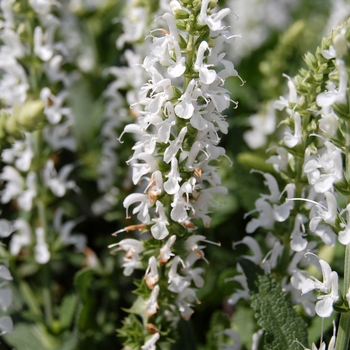 Salvia nemorosa Sensation™ 'White' (061332)
