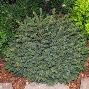 Picea abies 'Elegans' (061526)