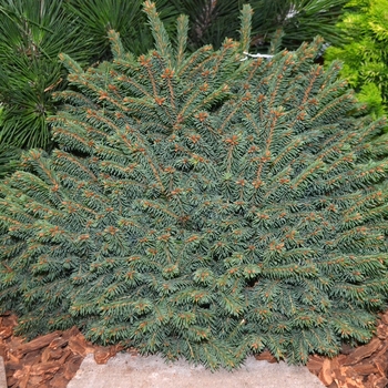Picea abies 'Elegans' (061527)