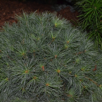 Pinus strobus 'Blue Shag' (061540)