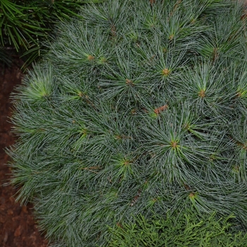 Pinus strobus 'Blue Shag' (061542)
