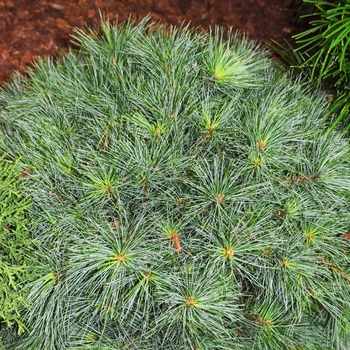 Pinus strobus 'Blue Shag' (061544)