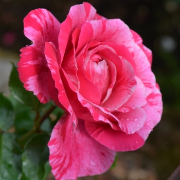 Rosa 'Raspberry Cream Swirl' (061632)