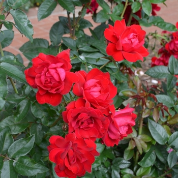 Rosa 'Cheri Kolorscape™' (061676)