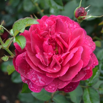 Rosa 'Darcey Bussell' (061682)